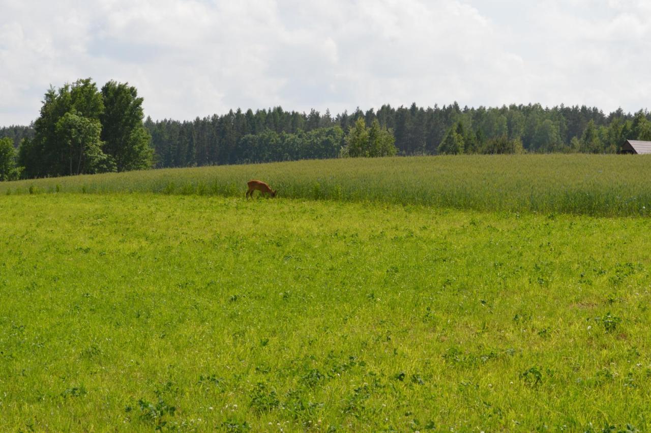 Ranczo w Naguszewie- Domek Letniskowy Naguszewo Zewnętrze zdjęcie